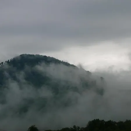 West Wood * Knyagynya